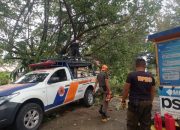 BPBD Kota Padang Evakuasi Pohon Tumbang di Gerbang Kawasan Pantai Air Manis