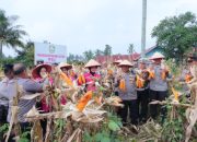 Program Ketahanan Pangan, Kapolres Payakumbuh AKBP Ricky Ricardo Panen Jagung