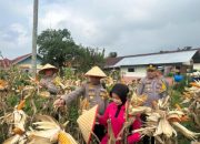 Dukung Program Ketahanan Pangan Nasional, Kapolres Payakumbuh dan Ketua Bhayangkari Cabang Payakumbuh Panen Jagung di Kebun P2L