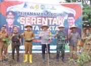 Wujudkan 1 Juta Hektar Lahan Jagung, Pemkab Limapuluh Kota Dukung Penuh Swasembada Pangan Presiden Prabowo