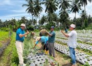 Wawako Elzadaswarman Panen Bawang Kelompok Tani Serasih di Koto Panjang Payobasung