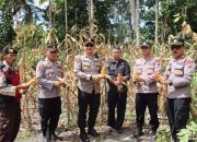 Dukung Ketahanan Pangan Nasional, Polres Pasaman Panen Jagung di Tanjung Beringin