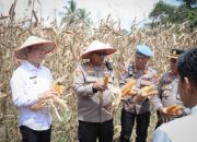 Wali Kota Zulmaeta dan Kapolres Payakumbuh Panen Raya Jagung Serentak Kuartal II di Koto Tangah