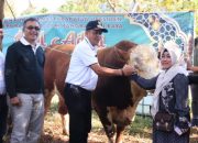 Sapi Kurban Presiden Prabowo Seberat 1 Ton Lebih Disembelih di Balai Panjang Payakumbuh 