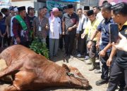Sapi Kurban Presiden untuk Perti Sumbar, Wagub Vasko Lakukan Prosesi Pemotongan di Ponpes Minangkabau