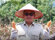 Ketua Sementara DPRD Sumbar Evi Yandri Hadiri Panen Raya Jagung Serentak Kuartal II di Nagari Katapiang