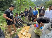 BNN Provinsi Sumbar dan BNNK Pasaman Barat Beraksi, Tangkap Tiga Kurir dan 17 Kg Ganja di Baso