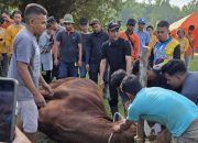 Sapi Kurban Presiden RI Seberat 1,1 Ton Disembelih di RTH Mahkota Berlian, Hadir Bupati-Wakil Bupati 