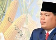 Mentawai Genjot Produksi Jagung, Koperasi Desa Merah Putih Jadi Penggerak