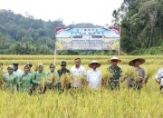 Dandim 0310/SS Letkol Czi Joko Stradona. S.T. Hadiri Panen Raya Padi Lokal di Timbulun Tanjung Gadang Sijunjung