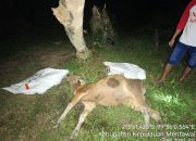 Puluhan Sapi di Kepulauan Mentawai Mati Mendadak, Alex Indra Lukman Langsung Gerak Cepat