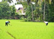 Alhamdulillah! Delapan Kelompok Tani di Kota Padang Dapat Alokasi Jaringan Irigasi Air Tanah