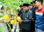 Wakil Wali Kota Panen Perdana 1.000 Buah Melon Golden Premium Hidroponik di Bungus 