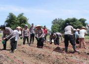 Dukung Swasembada Pangan, Polres Payakumbuh Ikuti Penanaman Jagung Serentak Kwartal IV