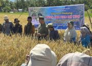 Panen Perdana, Gubernur Mahyeldi Apresiasi Sawah Pokok Murah di Junjung Sirih Kabupaten Solok