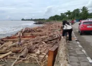 Pasca Bencana Banjir Sumbar, Ribuan Kubik Kayu Menumpuk Sepanjang Pantai Padang