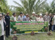 Program Replanting Sawit di Sumbar Mulai Menunjukkan Hasil, Petani di Agam Panen Perdana