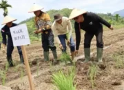 Wakil Bupati Risnaldi Tanam Serentak?Sawah Pokok Murah Metode MTOT di IV Jurai