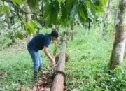 Perumda Air Minum Tirta Saiyo Gerak Cepat, Fokus Rawat Jalur Pipa Transmisi di Sumber Kapalo Banda