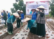 TP PKK Pekanbaru Panen Melon dan Penanaman Kacang Panjang di Kawasan Sicantig