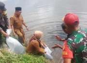 PemNag Sungai Dareh Bersama Dinas Pangan dan Perikanan Dharmasraya Tabur 50 Ribu Bibit Ikan