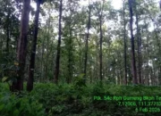 Perhutani, Kisah Panjang Rimba Jawa Sejak Dua Abad Silam