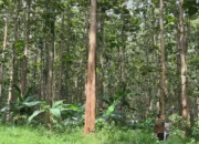 Hutan Jawa Milik Negara Dikurangi, Efektif atau Bumerang?