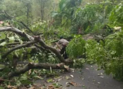 TRC BPBD Pessel Bersihkan Pohon Tumbang di Jalan Nasional Bukit Selayang Pandang