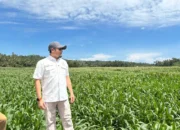 Produksi Jagung Sumbar Digenjot, Rahmat Saleh Pasang Target 4.000 Hektar di Tahun 2026