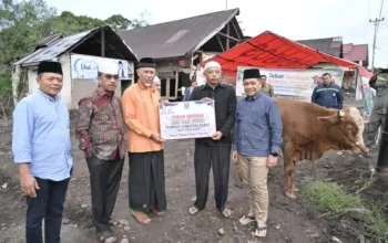Tebar Qurban Pemprov Sumbar Meningkat Tajam, 140 Sapi dan 33 Kambing Disalurkan ke Berbagai Daerah