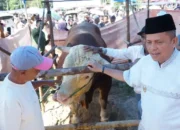Bobot 1,2 Ton, Sapi Kurban Presiden Prabowo Subianto Disembelih di Masjid Al-Mutawahidah Ompang Tanah Sirah