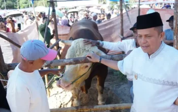 Bobot 1,2 Ton, Sapi Kurban Presiden Prabowo Subianto Disembelih di Masjid Al-Mutawahidah Ompang Tanah Sirah