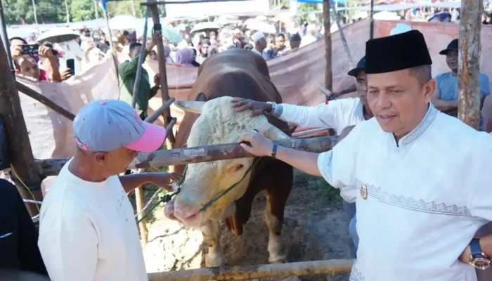 Bobot 1,2 Ton, Sapi Kurban Presiden Prabowo Subianto Disembelih di Masjid Al-Mutawahidah Ompang Tanah Sirah