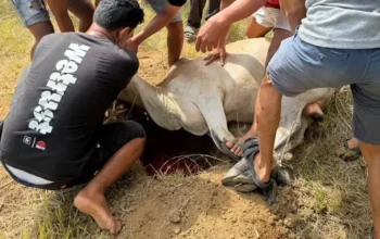 Perumda AM Padang Tebar 84 Hewan Kurban ke Daerah Sumber Air