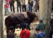 Lambo, Sapi Kurban 1,2 Ton Milik Wagub Sumbar Hebohkan Warga Pelosok Pasaman