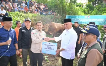 Gubernur Mahyeldi Hadiri Penyembelihan Sapi Qurban Bantuan Wakil Presiden RI di Limapuluh Kota