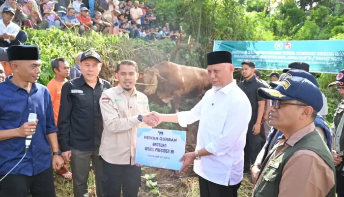 Gubernur Mahyeldi Hadiri Penyembelihan Sapi Qurban Bantuan Wakil Presiden RI di Limapuluh Kota