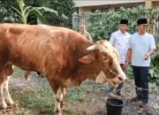Golkar Sumbar Kurban 17 Ekor Sapi Hari Sabtu, Salah Satunya dari Ketum Bahlil Lahadalia