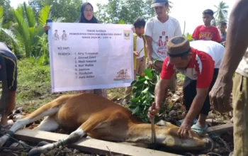 Pemprov Sumbar Pastikan Tebar Qurban di Mentawai Tepat Sasaran