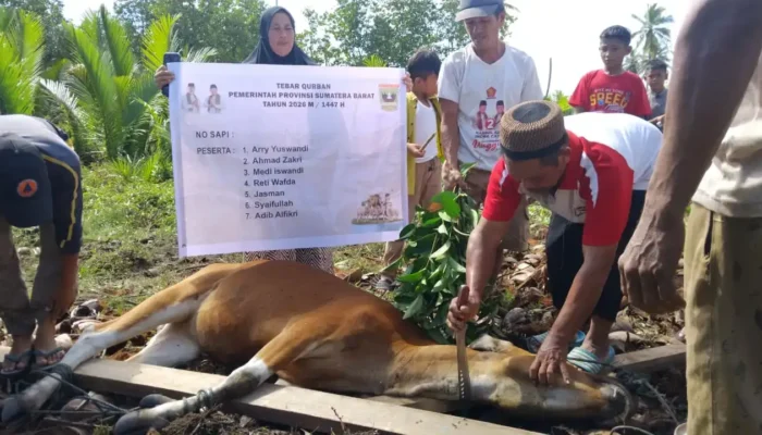Pemprov Sumbar Pastikan Tebar Qurban di Mentawai Tepat Sasaran