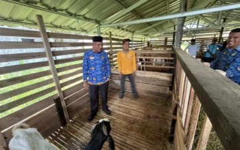 Bupati Safni Tantang Disnakeswan Jadikan Limapuluh Kota Pusat Pengembangan Sapi dan Kambing