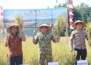 Dukung Asta Cita, Kodim 0311/Pessel Kolaborasi Gelar Panen Raya
