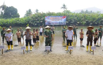 Cegah Resiko Bencana, Dandim 0311/Pessel Tanam 200 Batang Mangrove Bersama Forkopimda