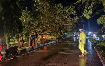 Angin Kencang Akibatkan Pohon Tumbang, Lalin di Painan Sempat Buka Tutup