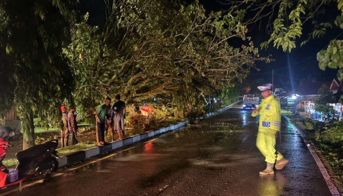 Angin Kencang Akibatkan Pohon Tumbang, Lalin di Painan Sempat Buka Tutup